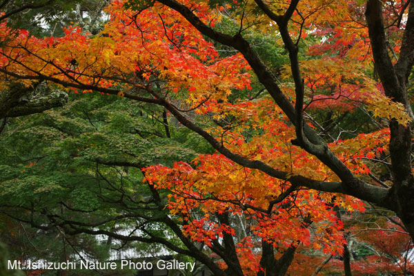 kyoto (031)